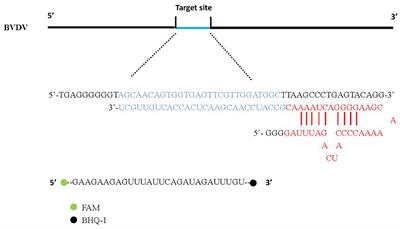 CRISPR-Cas13a-Based Detection for Bovine Viral Diarrhea Virus